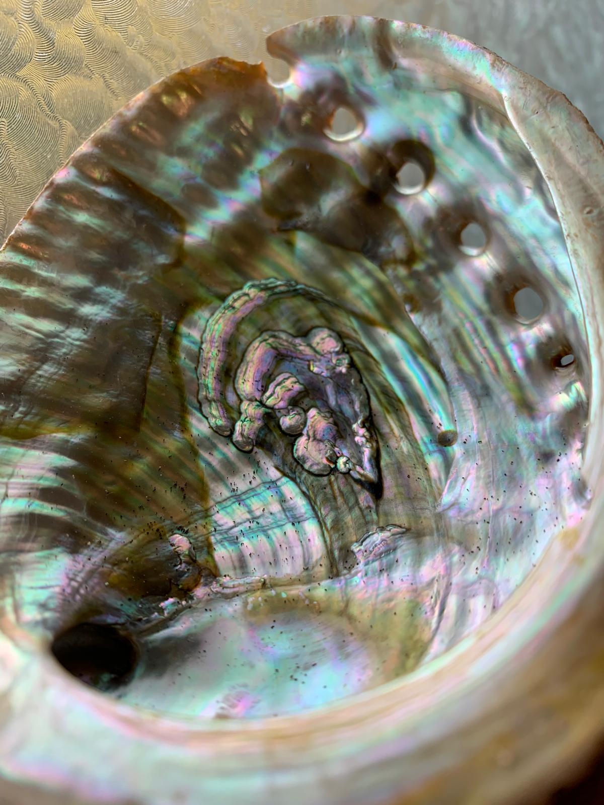 CONCHIGLIA DI ABALONE
