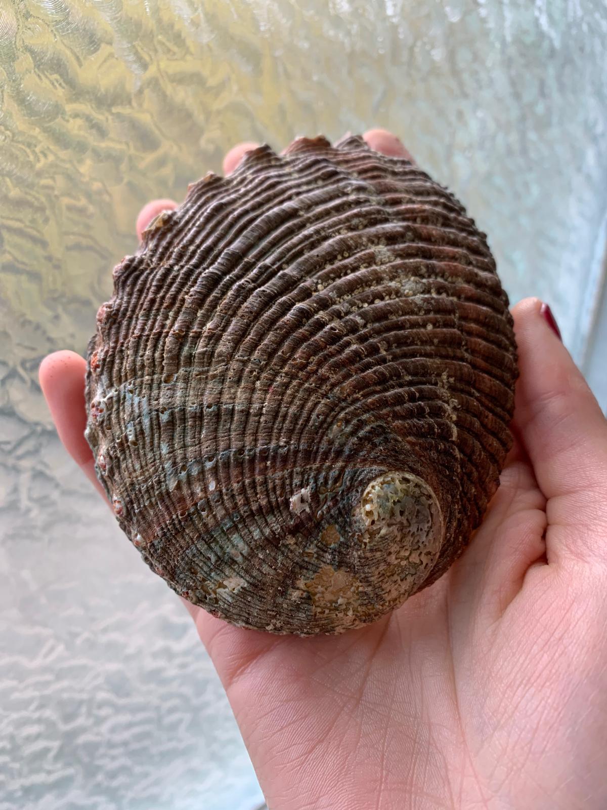 CONCHIGLIA DI ABALONE