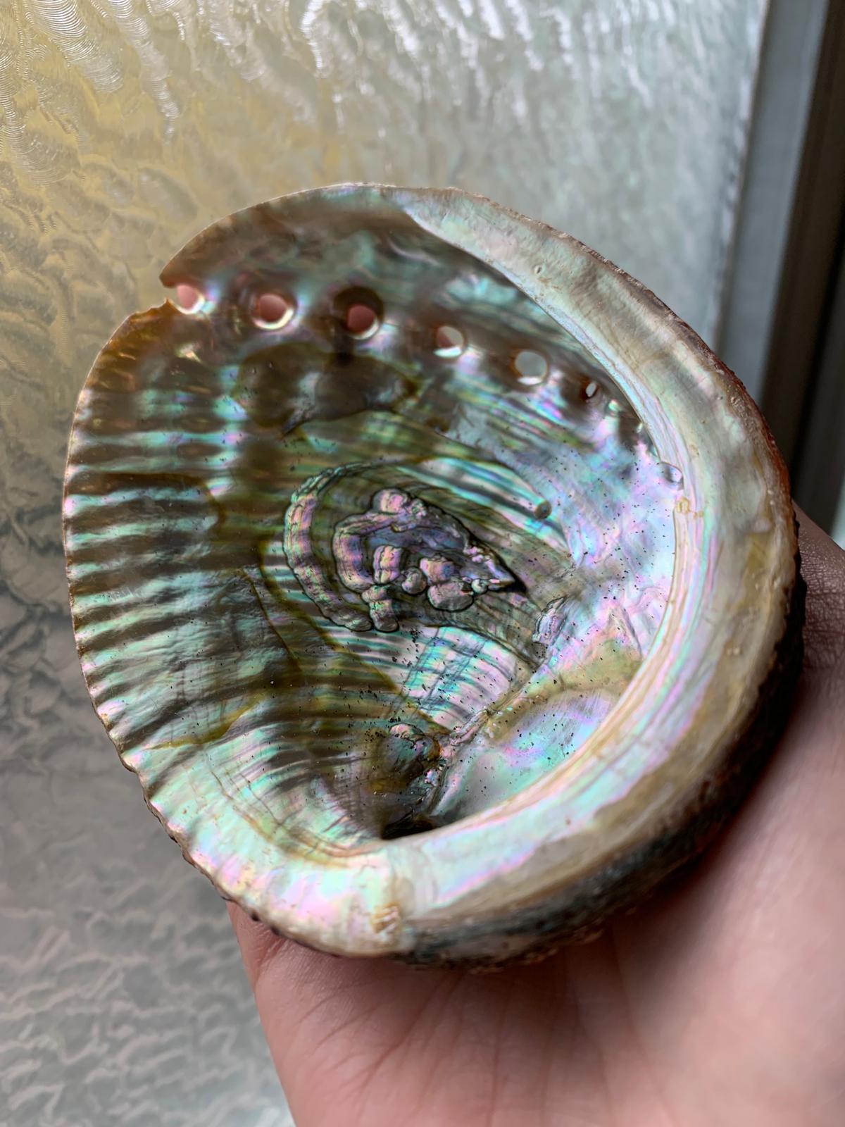 CONCHIGLIA DI ABALONE
